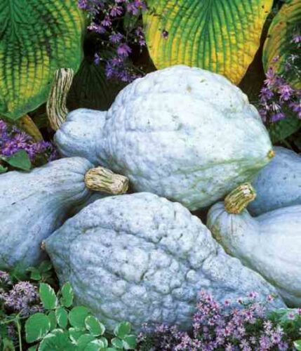 Top Winter Squash Varieties for the Self-Sufficient Garden
